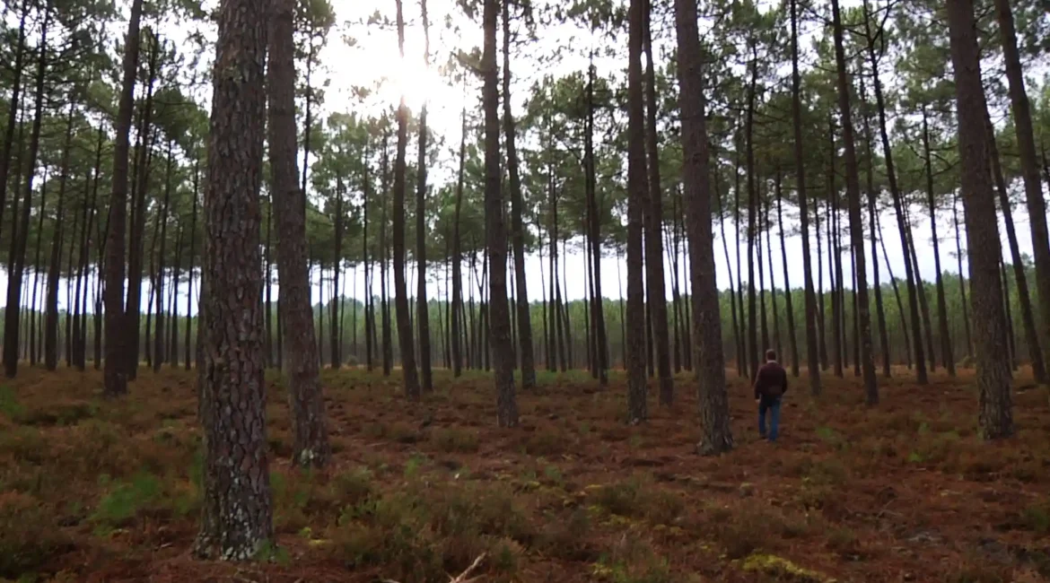 Forêt de pins en France illustrant la gestion forestière dans un Plan Simple de Gestion