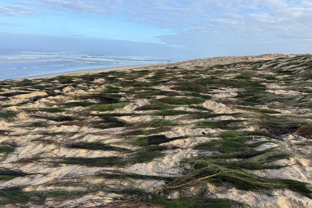 Paillage de dune sur le littoral landais : une solution concrète pour stabiliser les sols et lutter contre l’érosion