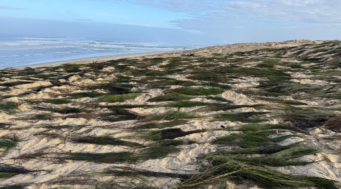 Paillage de dune sur le littoral landais : une solution concrète pour stabiliser les sols et lutter contre l’érosion