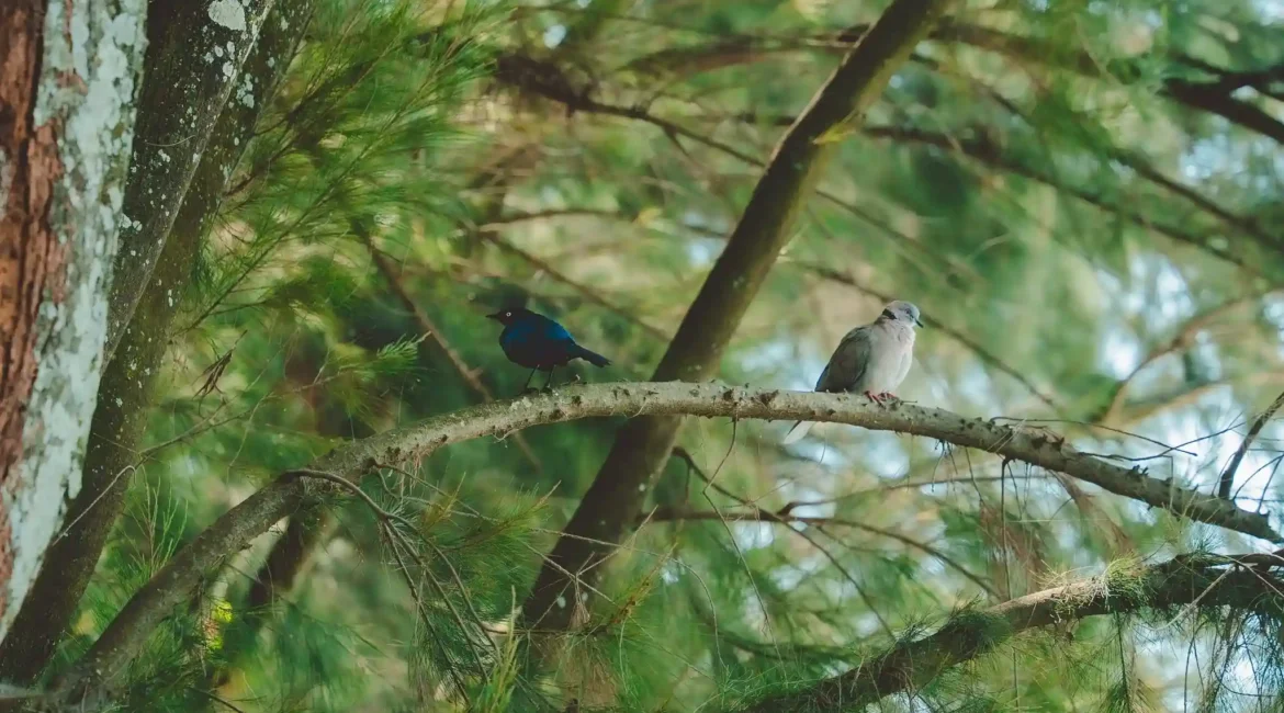 photo-biodiversité-forêt-landaise