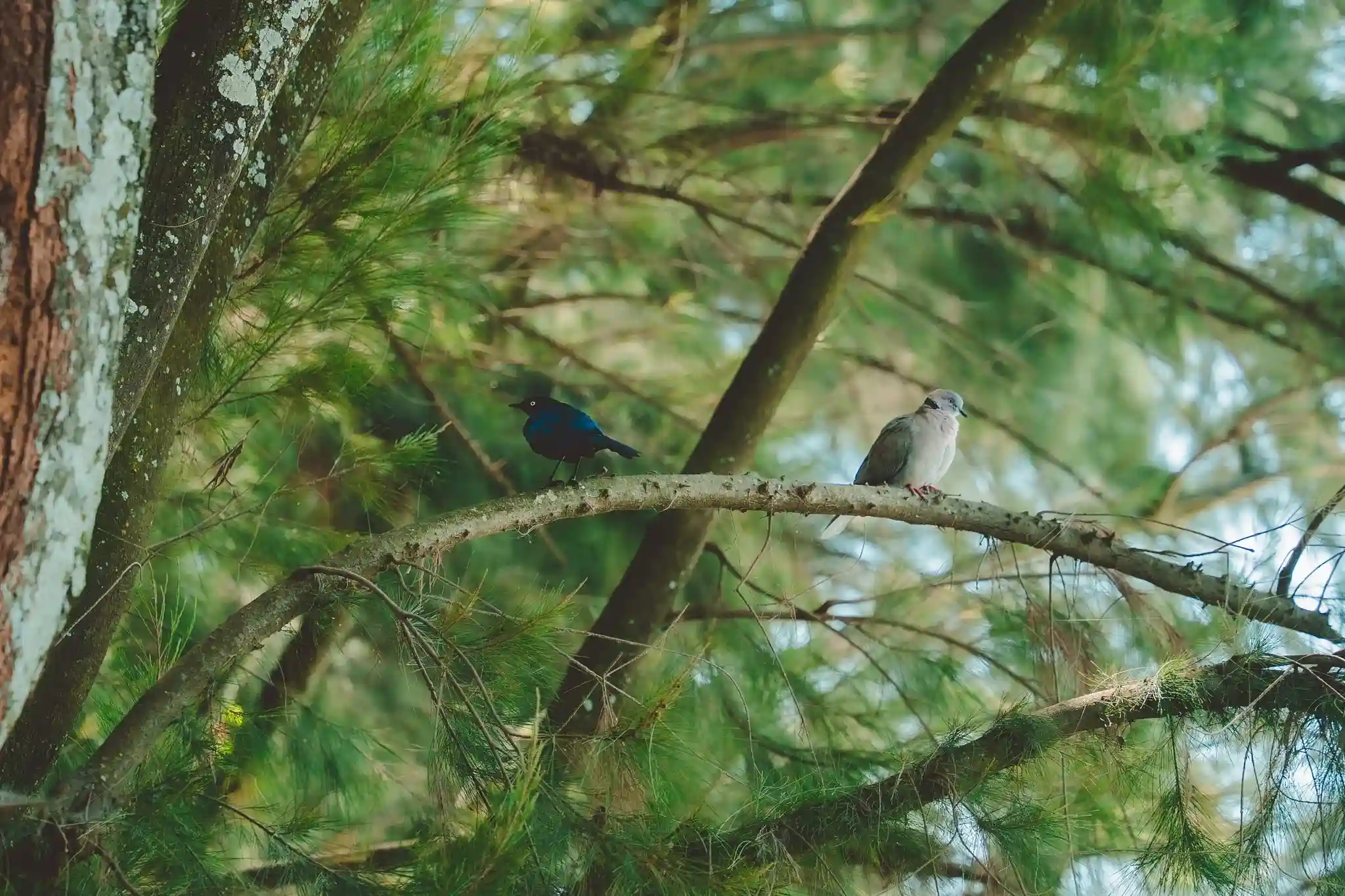 photo-biodiversité-forêt-landaise