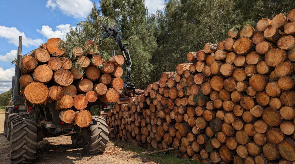 Valorisation du pin maritime dans les Landes : prix et débouchés