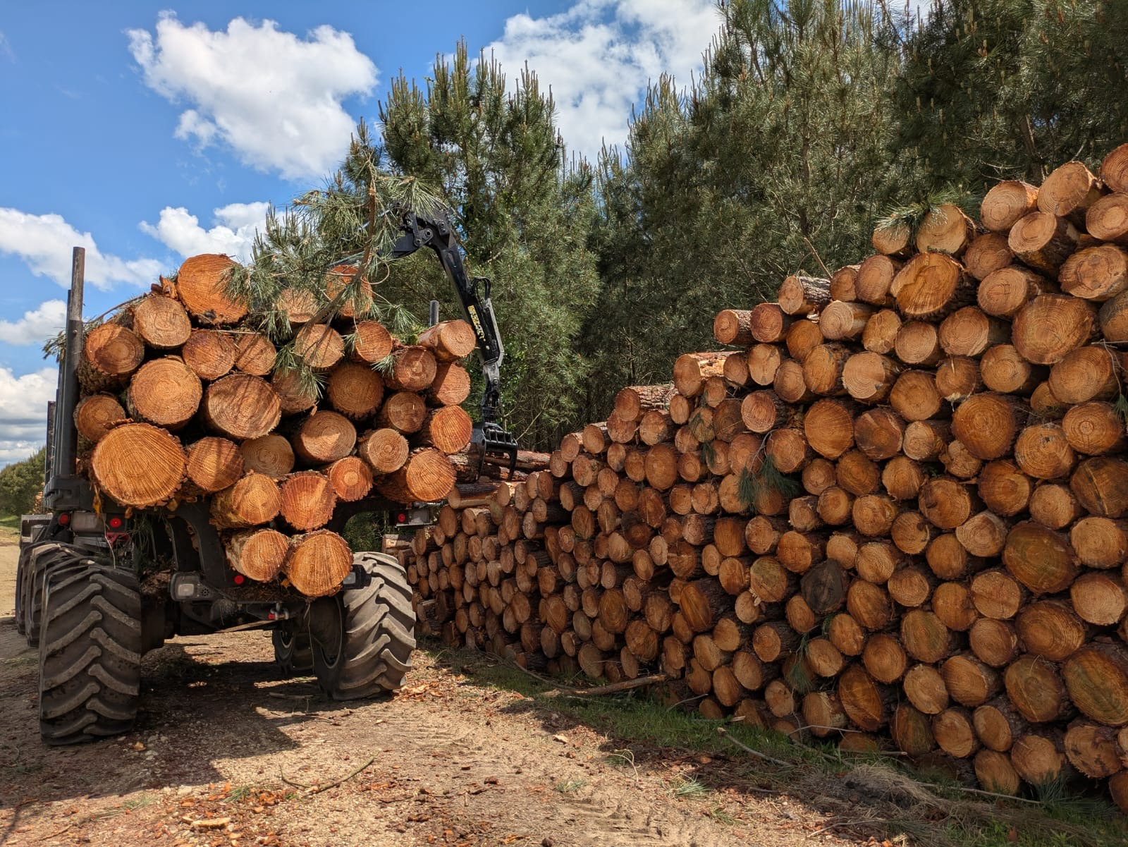 Valorisation du pin maritime dans les Landes : prix et débouchés
